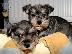 PoulaTo: Schnauzer mini - Σνάουτσερ μινι