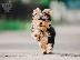 PoulaTo: Κουτάβια Yorksire Terrier