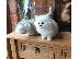 PoulaTo: Το Beautiful Solitaire Chinchilla Kitten Gccf είναι εγγεγραμμένο