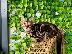 PoulaTo: Bengal Kittens For Sale