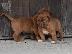 PoulaTo: Dogue De Bordeaux κουτάβια προς πώληση.