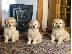 PoulaTo: 5 αστέρων Champion golden retriever Γενεαλογικά κουτάβια Kc