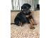 PoulaTo: Κουτάβια Doberman Pinscher