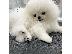 PoulaTo: Καταπληκτικά κουτάβια από Pomeranian!