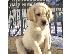 PoulaTo: Κουτάβια Λαμπραντόρ/ Labrador puppies