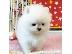 PoulaTo: Δύο φοβερά κουτάβια T-Cup Pomeranian
