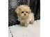 PoulaTo: Yorkie Puppies Available