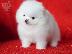 PoulaTo: Pomeranian toy