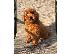 PoulaTo: Miniature poodle