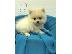 PoulaTo: Γλυκά μικρά κουτάβια Pomeranian