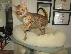 PoulaTo: Γατάκι Savana Bengal