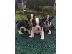 PoulaTo: Lovely Boston Terrier κουτάβια