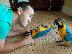 PoulaTo: Αξεσουάρ και Cage Blue και Gold Macaw