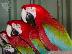 PoulaTo: scarlet παπαγάλος macaw για 200 ευρώ