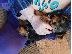 PoulaTo: Tiny Yorkshire Terrier Puppy Available