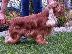 PoulaTo: Κουτάβια English Cocker Spaniel