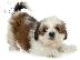 PoulaTo: Shih Tzu