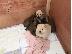PoulaTo: Αξιολάτρευτο αρσενικό και θηλυκό chow chow Chow Puppies για υιοθεσία...