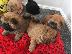 PoulaTo: Chow Chow puppy is now ready for sale