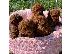 PoulaTo: Φλυτζάνι τσαγιού Παιχνίδι Poodle Puppies