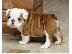 PoulaTo: Αγγλικά μπουλντόγκ / english bulldogs