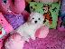PoulaTo: Ανεκτίμητη γενεαλογία Maltese Puppy έτοιμο για υιοθεσία!...