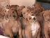 PoulaTo: Κουτάβια Pit Bull