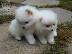 PoulaTo: Pomeranian Puppies προς πώληση