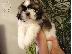 PoulaTo: Shih Tzu κουτάβια προς πώληση στο καλό σπίτι