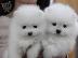 PoulaTo: Καταπληκτικά κουτάβια από Pomeranian!