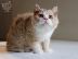PoulaTo: Selkirk Rex Γάτες και γατάκια