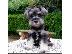 PoulaTo: Schnauzer mini - Σνάουτσερ μινι