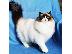 PoulaTo: Ragdoll Kittens For Sale