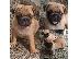 PoulaTo: Κουτάβια Pedigree Pug