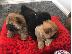 PoulaTo: Chow Chow puppy is now ready for sale
