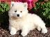 PoulaTo: Σούπερ αξιολάτρευτα κουτάβια Samoyed