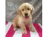 PoulaTo: X μάζα τεριέ Golden Retriever