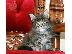 PoulaTo: Maine Coon Cats Διαθέσιμο