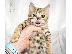 PoulaTo: BENGALOS gatitos disponibles