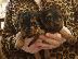 PoulaTo: Yorkshire tiere
