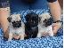 PoulaTo: πατημασιά κουτάβια / pug puppies