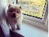 PoulaTo: Lovely Chow Chow κουτάβια