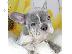 PoulaTo: French bulldog Blue