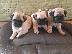 PoulaTo: Pug