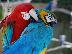 PoulaTo: Παπαγάλοι Macaw από το εκτροφείο