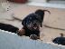 PoulaTo: Rottweiler