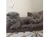 PoulaTo: Αξιολάτρευτα Scottish Fold/Stright γατάκια