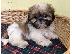 PoulaTo: Pure κουτάβια Shih Tzu!