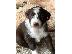 PoulaTo: Aussiedoodle