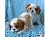 PoulaTo: γοητευτικό κουτάβι του βασιλιά Cavalier king Charles
